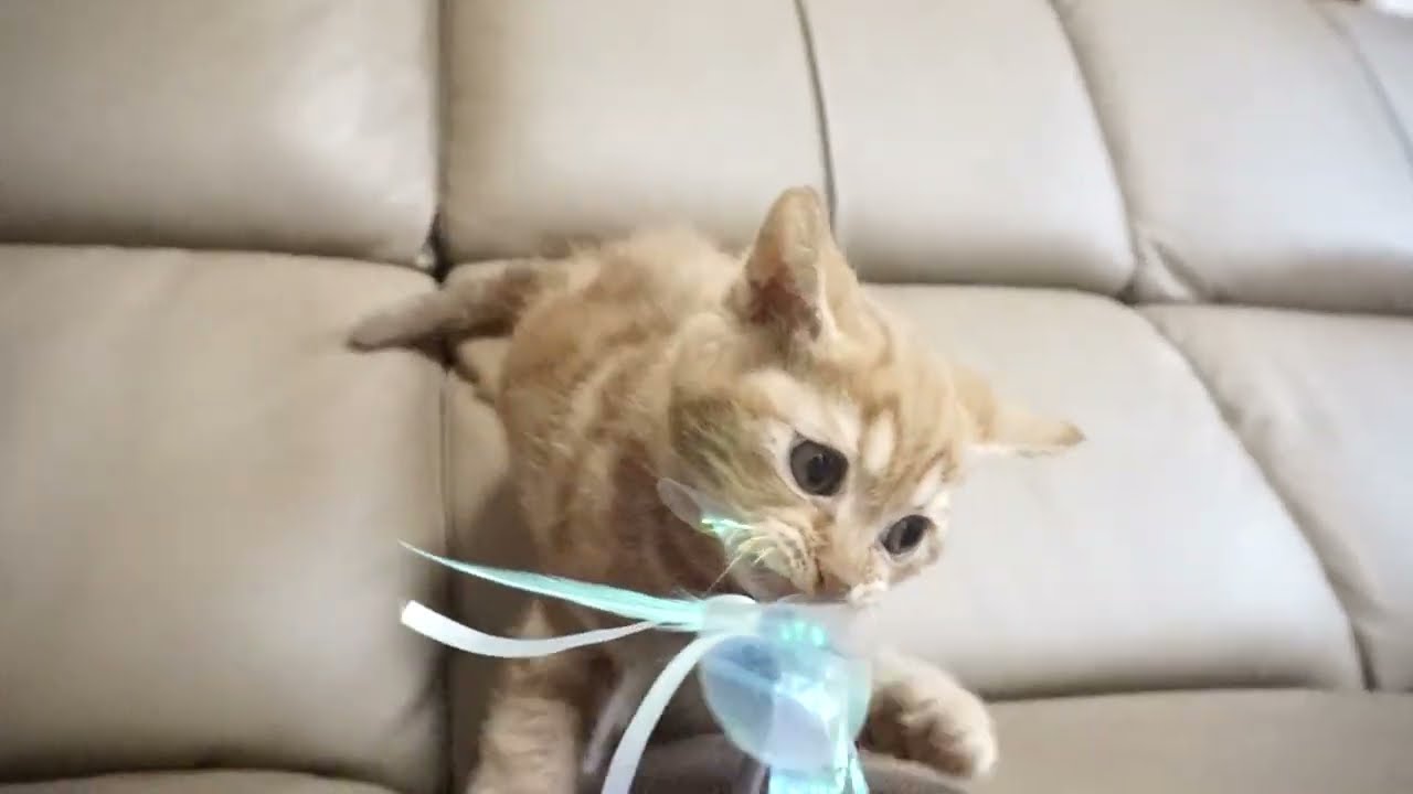 セルカークレックス子猫　2023.6.14産まれ 　レッドタビー　　男の子　シーダキャット猫のお店