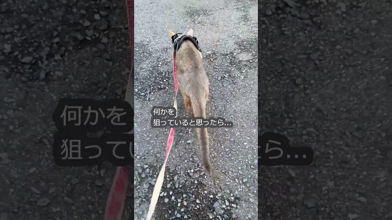 (アビ) 何かを狙っていると思ったら。。アリだった！ #shorts #アビシニアン #散歩猫 #猫散歩 #獲物を狙う猫