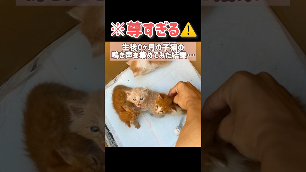 【生後0ヶ月🐈】こねこの鳴き声を集めてみた結果… #ほごねこ