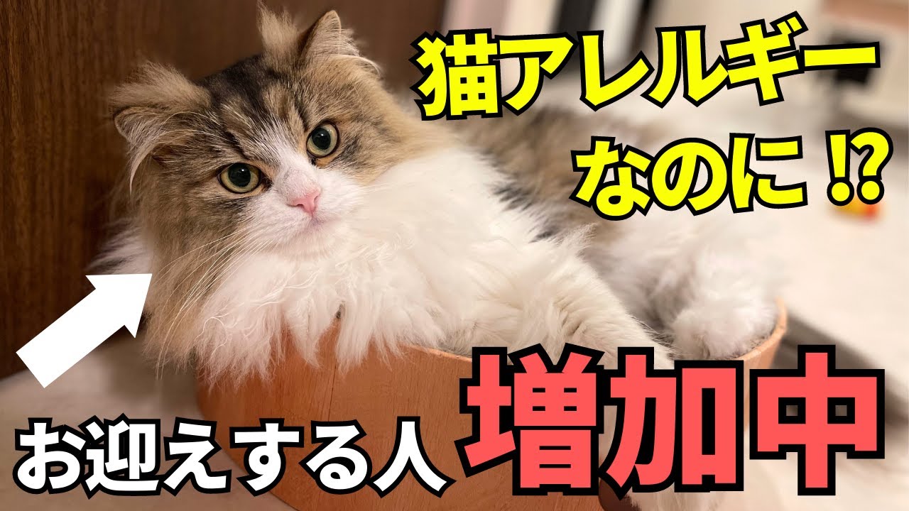 【猫アレルギーでも抱ける猫】サイベリアンが猫アレルギーを発症しにくい理由とその特徴について解説します！