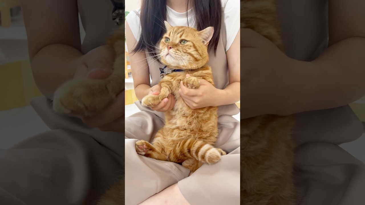 茶々パパ、可愛くてごめん #猫 #マンチカン #shorts