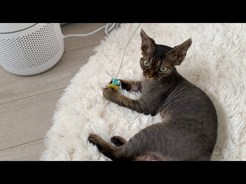 デボンレックス子猫と歯磨き猫じゃらしで遊びました(Playing with Devon Rex kitten with dental care toy)