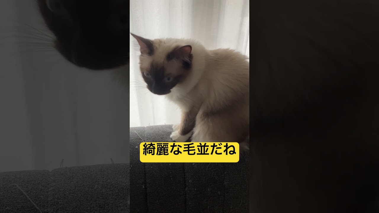 綺麗な毛並のラグドールのたぬきみたいな子猫 #cat #kitten #ragdoll #アライグマ #こねこ #たぬき #ねこ #ラグドール #ラグドール子猫 #たぬ