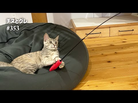 釣りをする子猫がかわいすぎました ／ #猫 #子猫 #保護猫