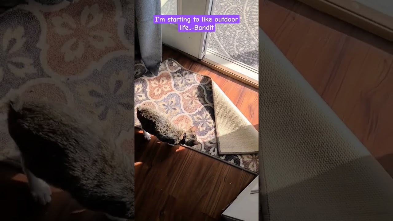 #cats #catlife #kitten #pets #smokeyandbandit #manx #viral #catreels #meow