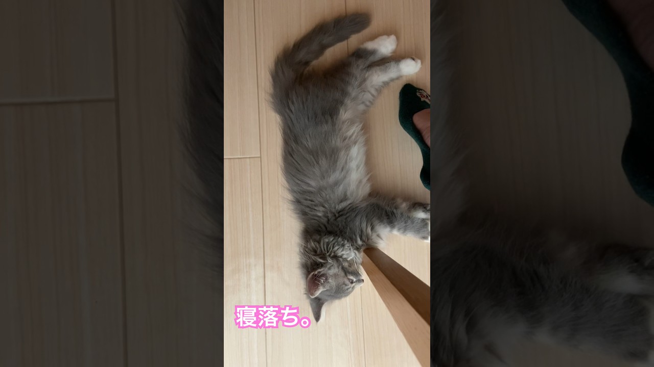 仕事中、ずっと足元にいる子猫。#shorts #猫 #サイベリアン