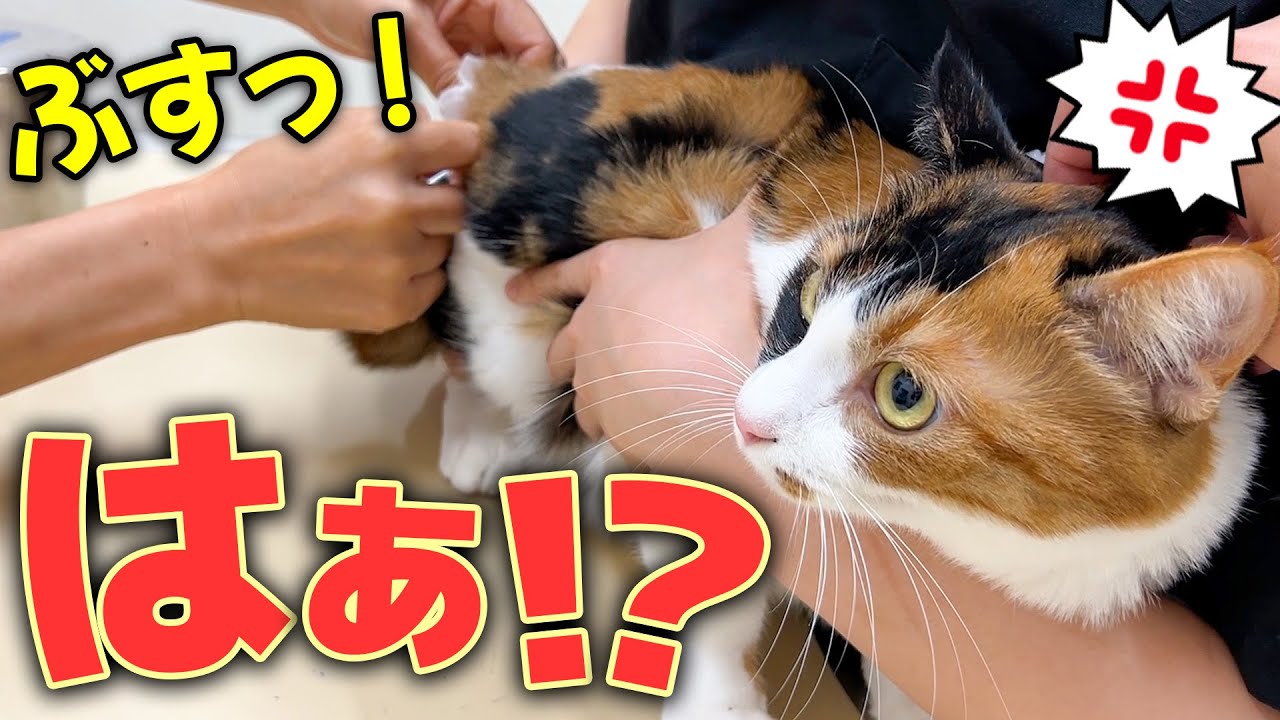 捨てられてた三毛猫が家に来て２年経ったのでお祝いに注射を打ちます。