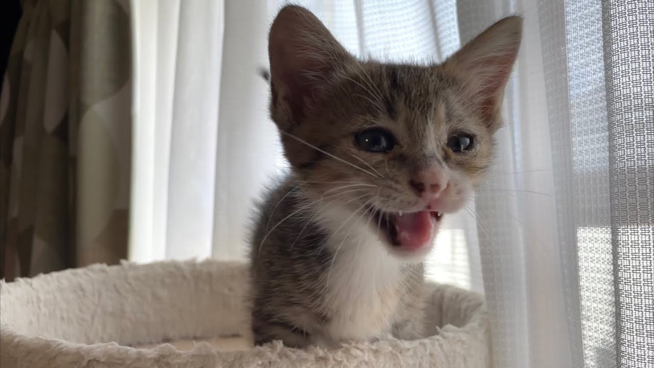 墓場から保護した子猫が必死に何かを訴えてきます