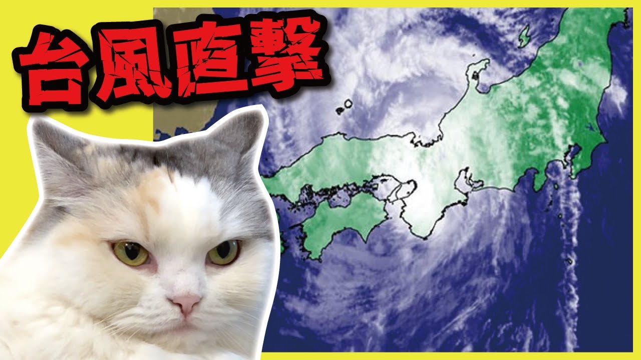 台風直撃したらものすごいイカ耳になった猫がこちら