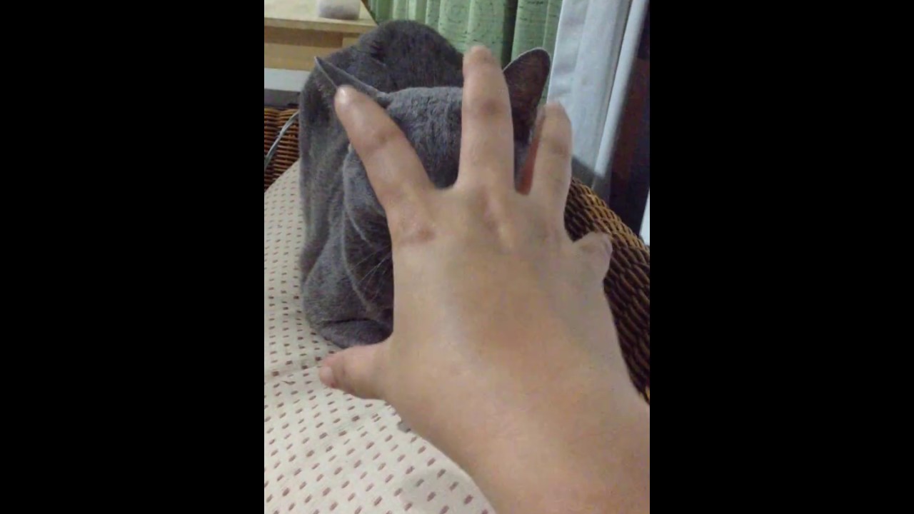 Tiki Korat cat turn to be a mean cat when I teasing her like this. แหย่แมวท่านี้ได้เรื่องทุกที