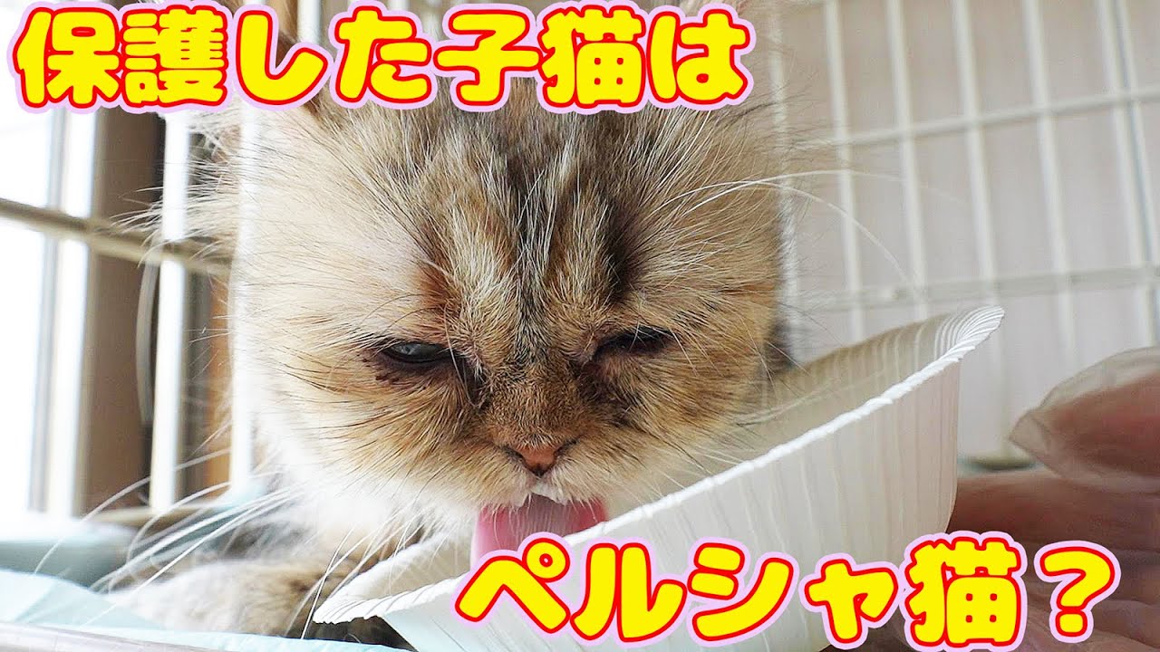 【子猫 保護】保護した子猫はペルシャ猫かな？ミルクとカリカリをおいしそうに食べる 食後にナデナデしたら気持ち良さそうでリラックスしてきた 保護猫シェルターにて