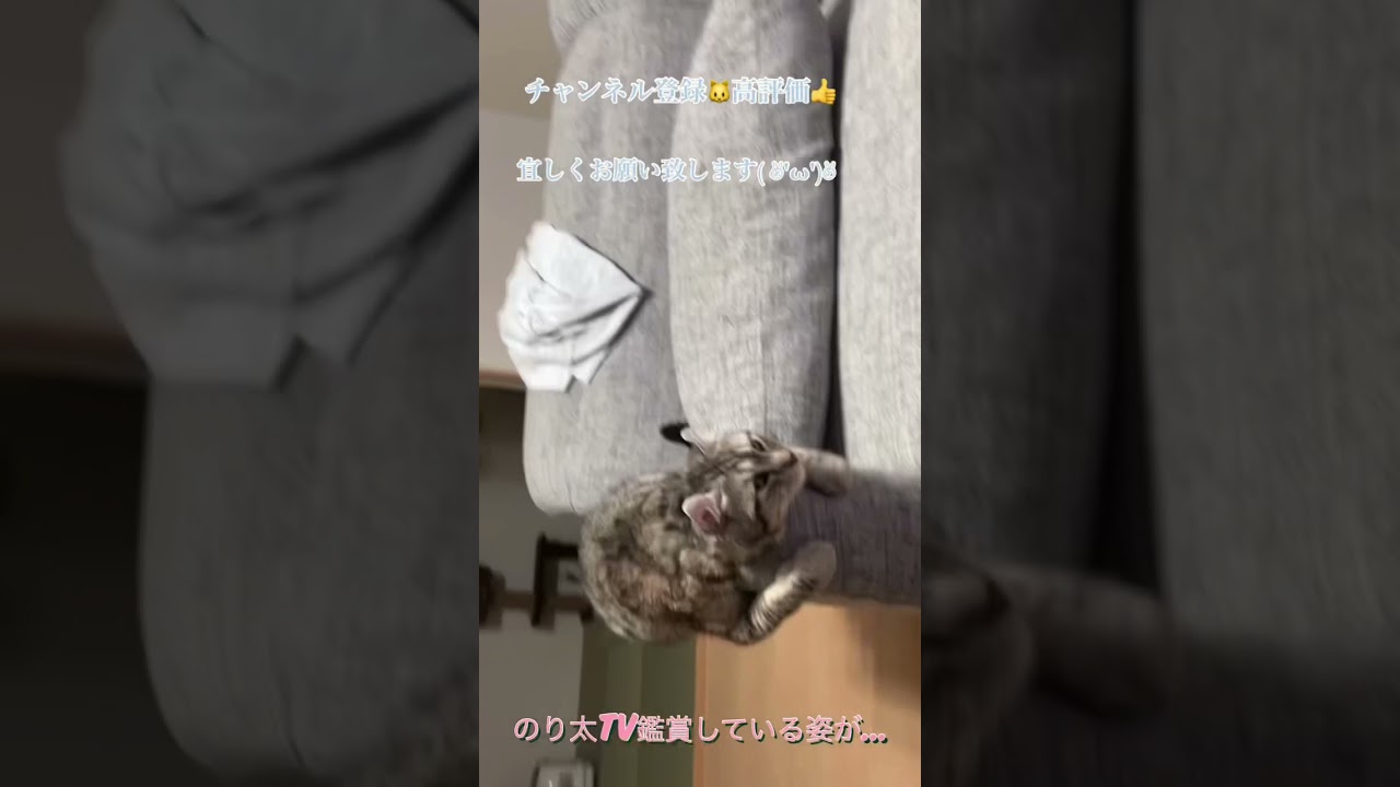 『アメリカンカール⭐︎のり太』TV鑑賞をする猫の姿が可愛い😍❤️
