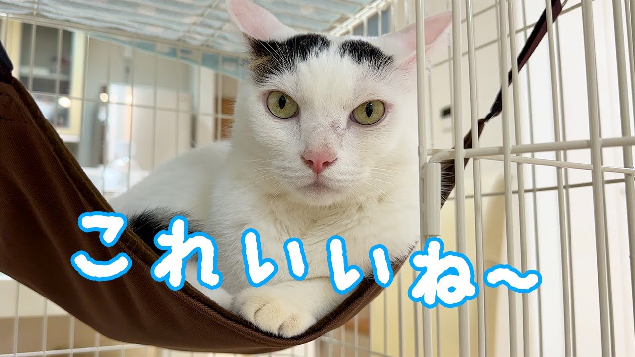 子猫用のハンモックをしれっと先住猫が使ってましたｗ