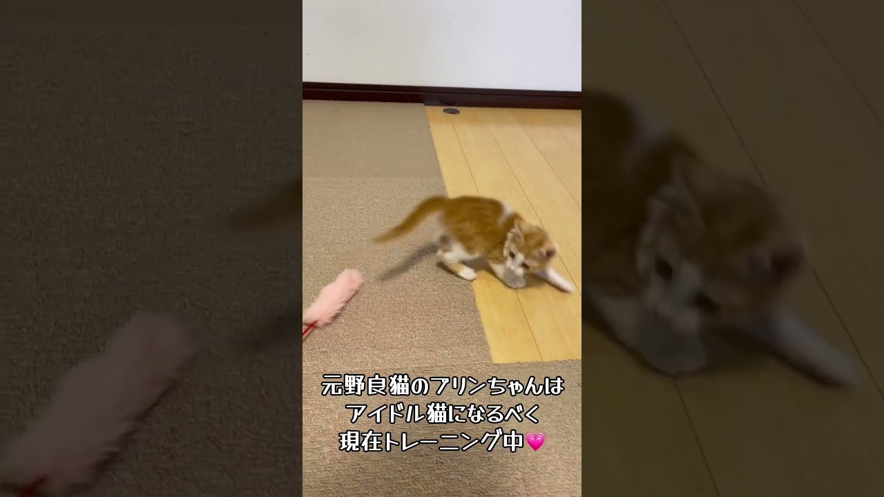【アイドル猫 保護猫】保護した新入り子猫はピンクが大好き💨天真爛漫なプリンちゃんを見に来てね💗 / rescued a kitten #shorts #威嚇 #アイドル猫