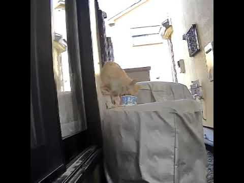 地域猫専用カメラ付けてみた!4 #shorts