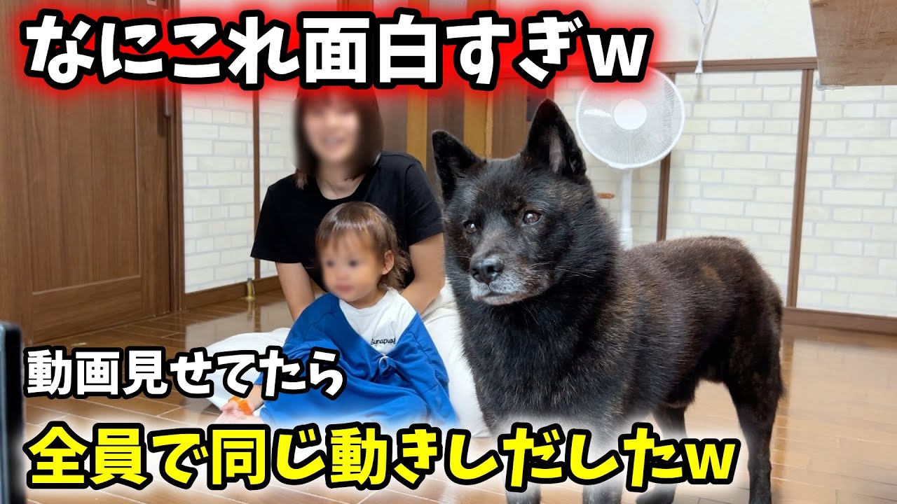 YOUTUBE見せてたら全員でシンクロしだしたw【甲斐犬一休と猫のしずくと娘】