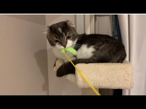 ん？綱引き？負けないにゃ【アメリカンカール子猫】