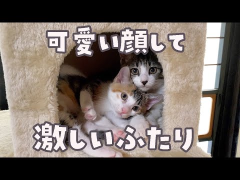 【母猫に捨てられた子猫姉妹】ニャンプロに磨きをかけて来た子猫