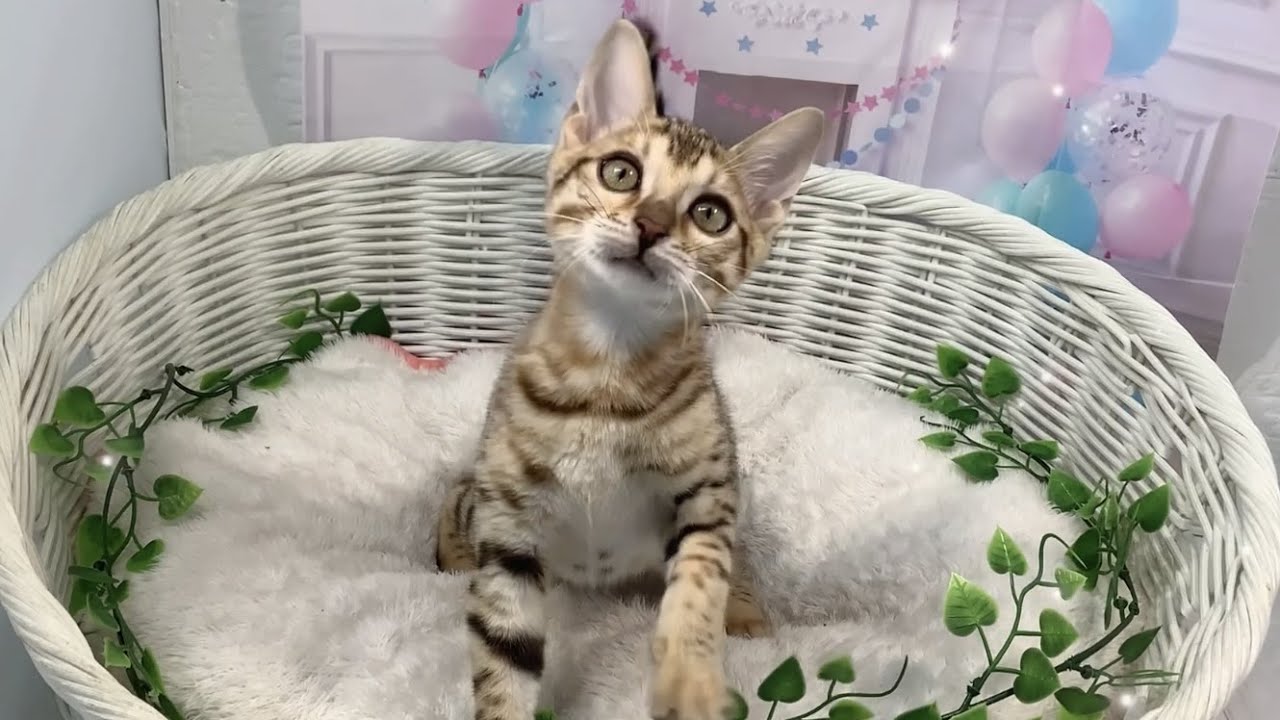 ベンガル♀2308D0538