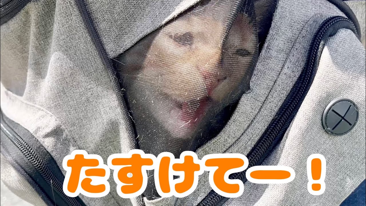 ぽちゃくんとちゃーぼーを動物病院へ連れて行きました！ #猫 #マンチカン #猫の鳴き声