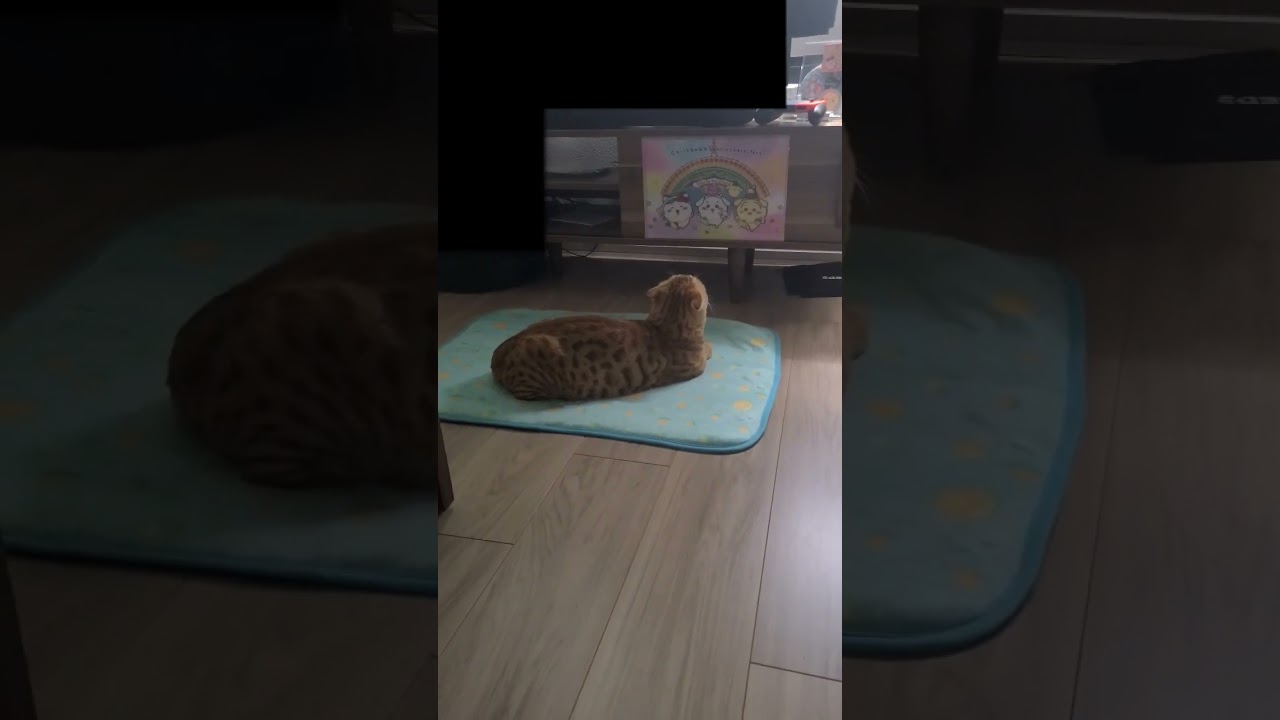 行儀よく甲子園観戦する家ヌッコ【コモドンの観察日記】 #猫 #キンカロー #cat