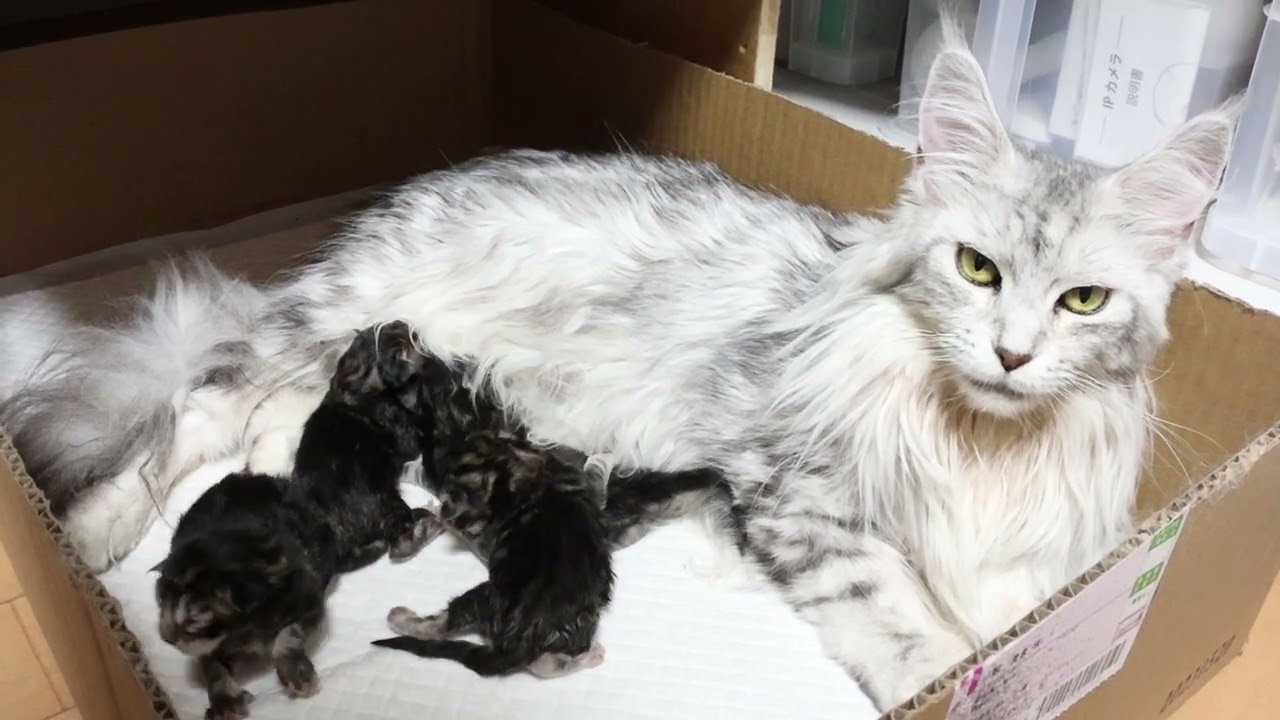 なおみさん4頭のメインクーン子猫出産