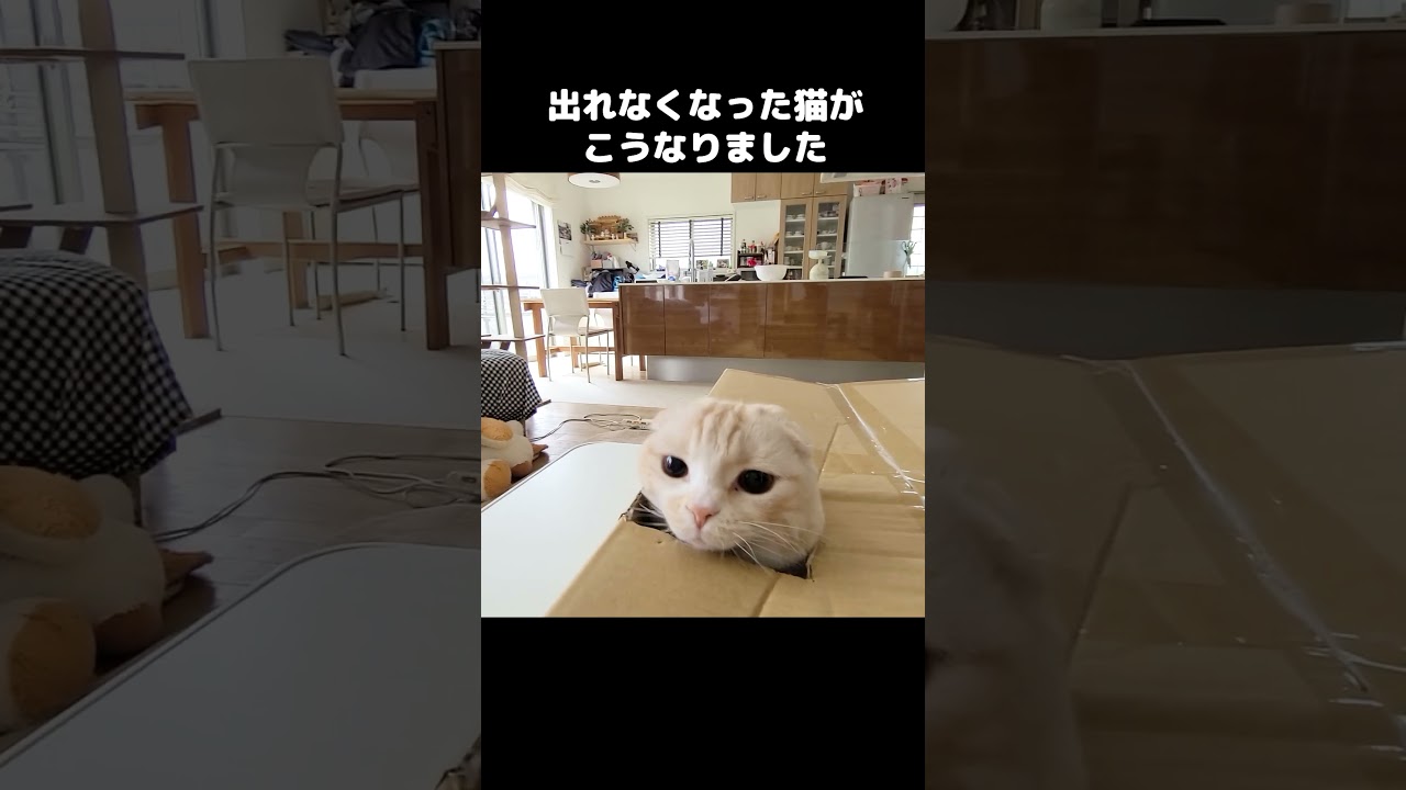 出れなくなった猫がかわいい...#shorts