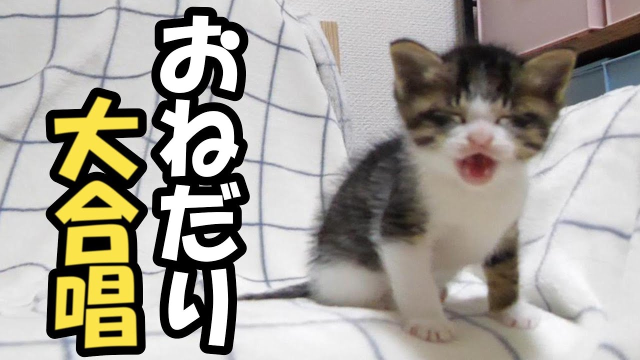 今日も子猫たちのあれが始まります！【赤ちゃん猫　保護猫】