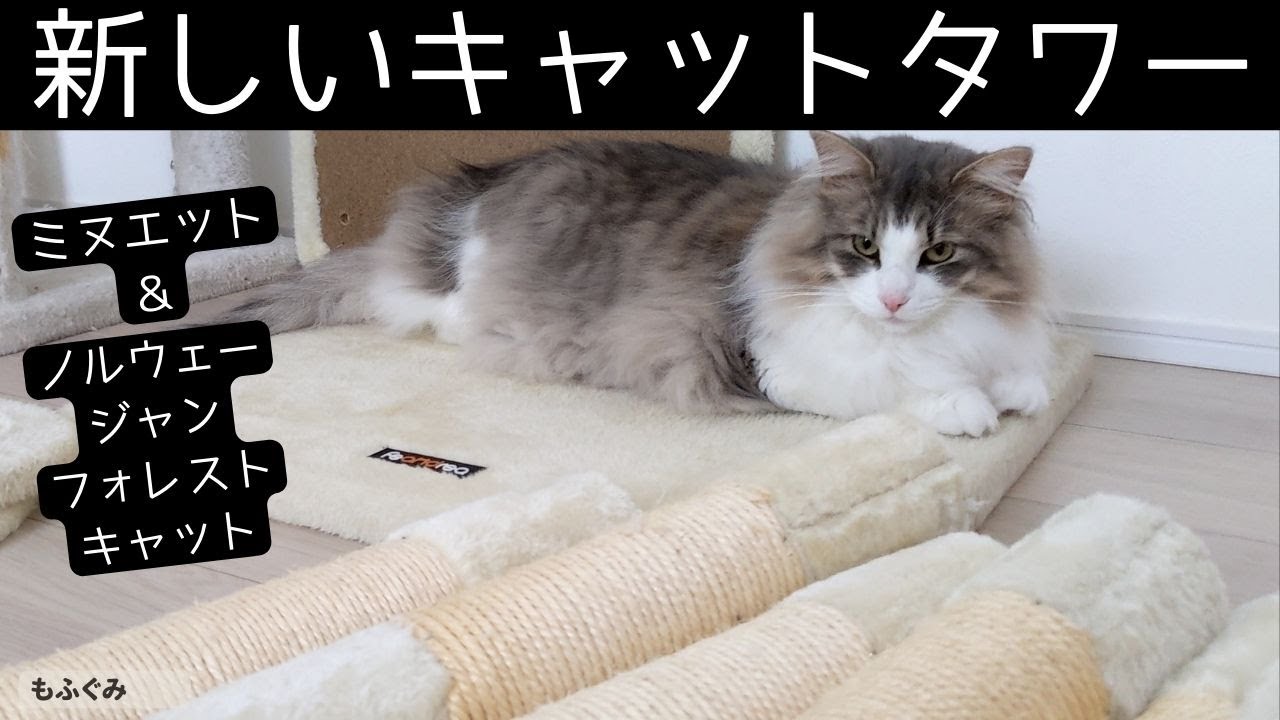 新しいキャットタワーに好奇心全開の猫たち【ミヌエット＆ノルウェージャンフォレストキャット】