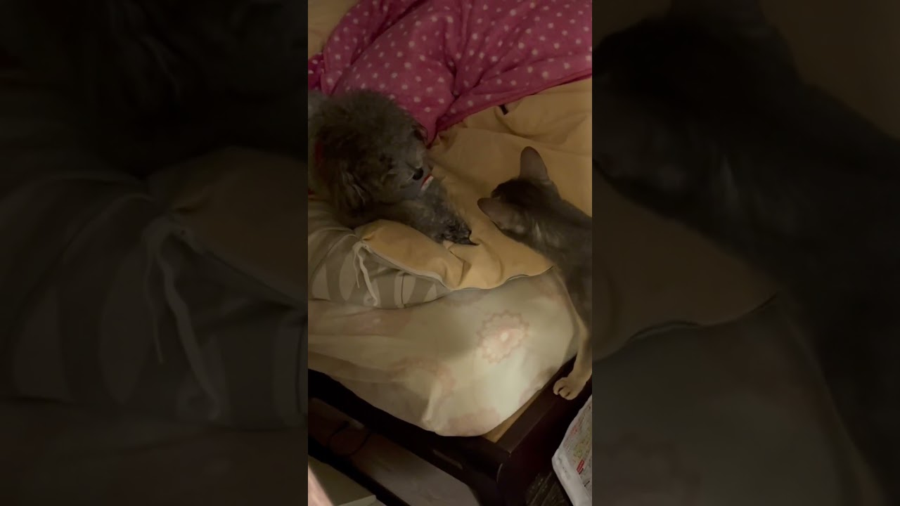 はじめて犬と出会った猫の末路 #shorts #猫 #アビシニアン