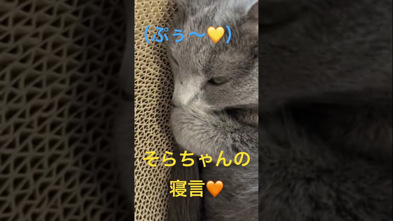 そらちゃんの寝言🧡聞く？（ロシアンブルー）#shorts