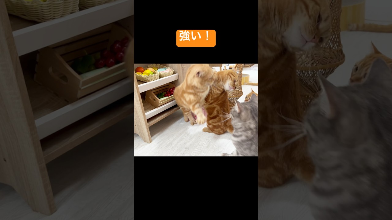 マンチカンのちゃびくんはボクシングは苦手だけどレスリングは強い！ #猫 #マンチカン #shorts