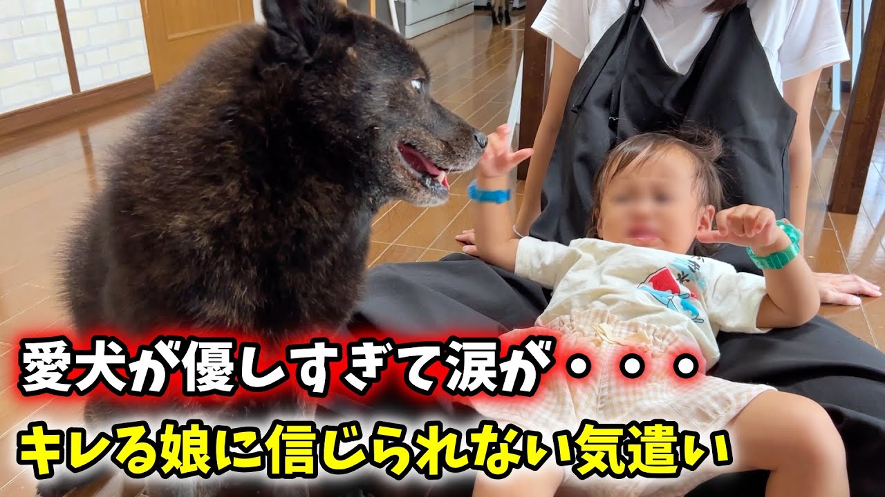【感動】怒る娘にアタフタする愛犬が優しすぎる行動に・・・