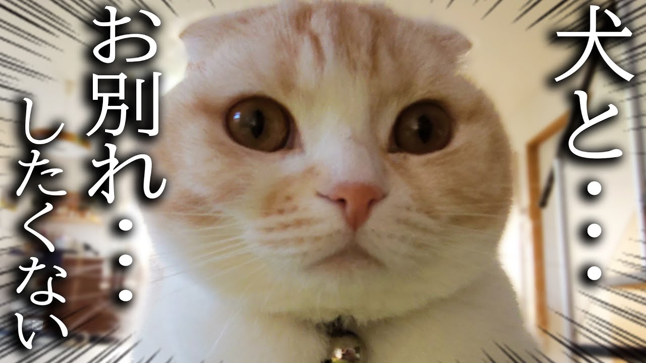 犬を預けたら悲しくてニャーニャー泣いて家中探し回る猫がこちら...