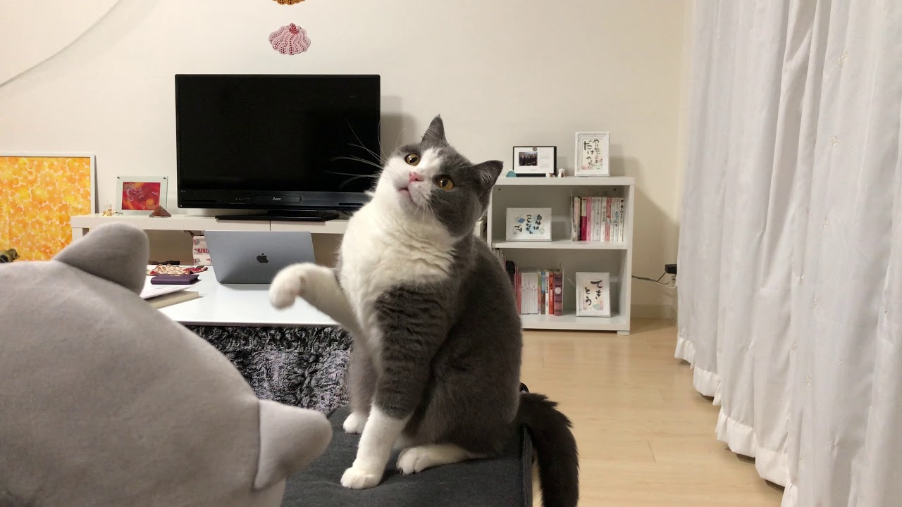 2018/03/19　セルカークレックスの梅子vol.300