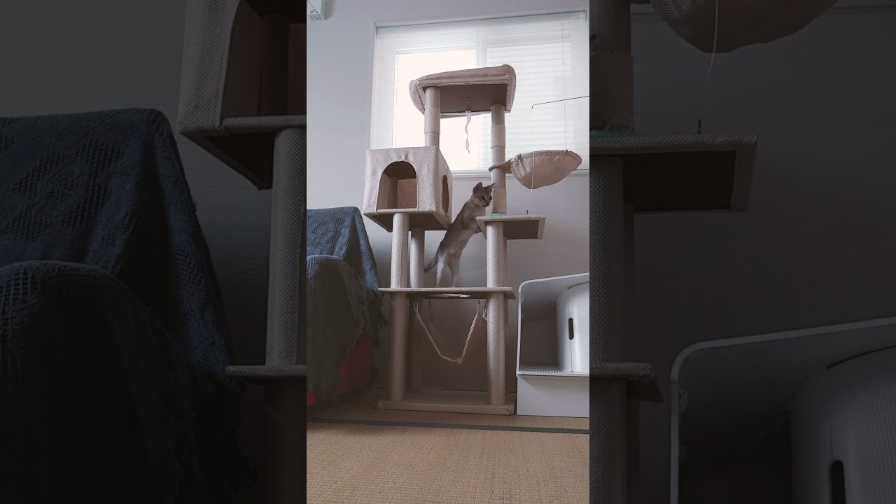 キャットタワーで遊ぶ子猫６ケ月#シンガプーラ#singapura#shorts