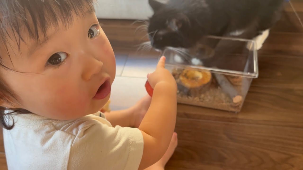 クワガタが好きすぎる赤ちゃんと猫　ラガマフィン　A baby and a cat who love stag beetles too much