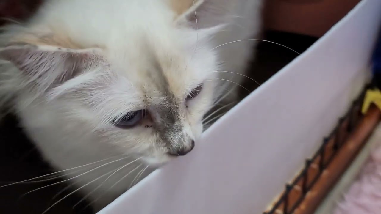 バーマン子猫達です