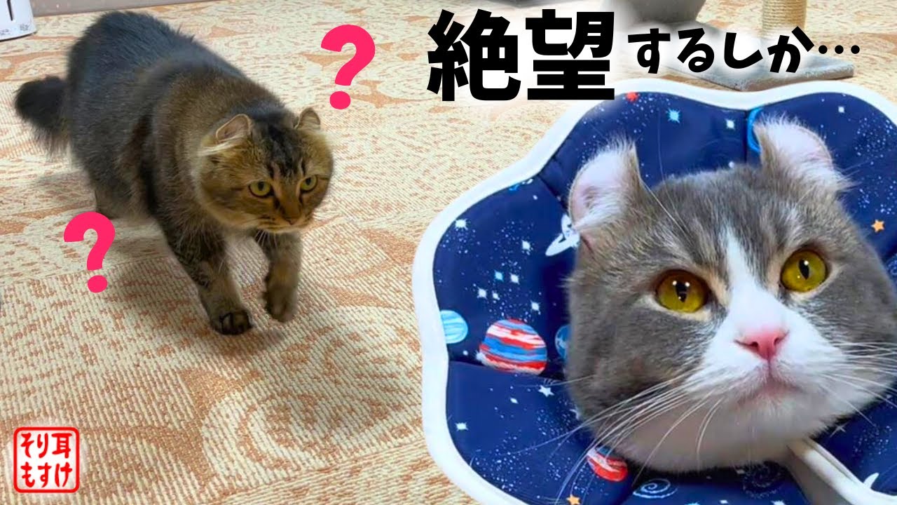 ママに忘れられて不審者扱いされる可哀そうなパパがこちらｗ