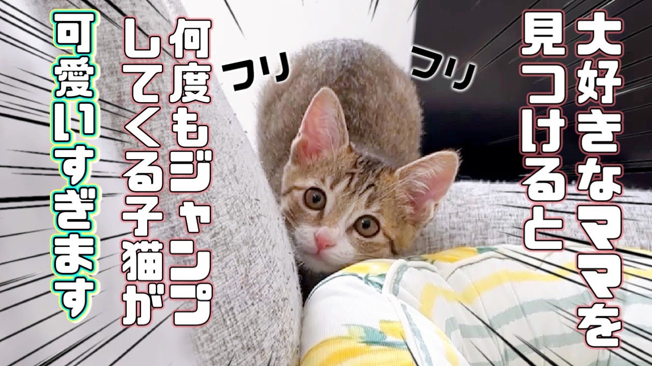 【保護猫】大好きなママを見つけると何度もジャンプしてくる子猫が可愛すぎましたｗ