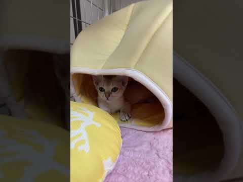 三日目のソラちゃん #Short #シンガプーラ ＃子猫