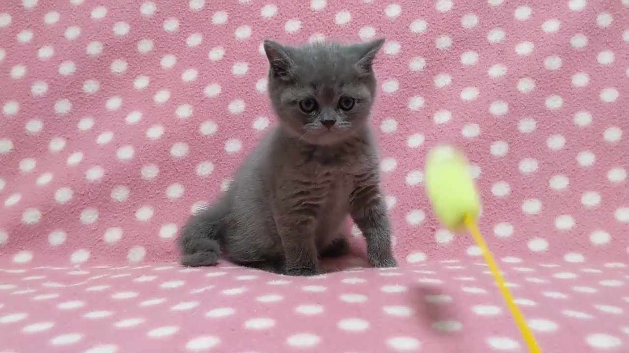 ブリティッシュショートヘア とっても人懐っこくて甘えん坊なブルーの可愛い男の子♪