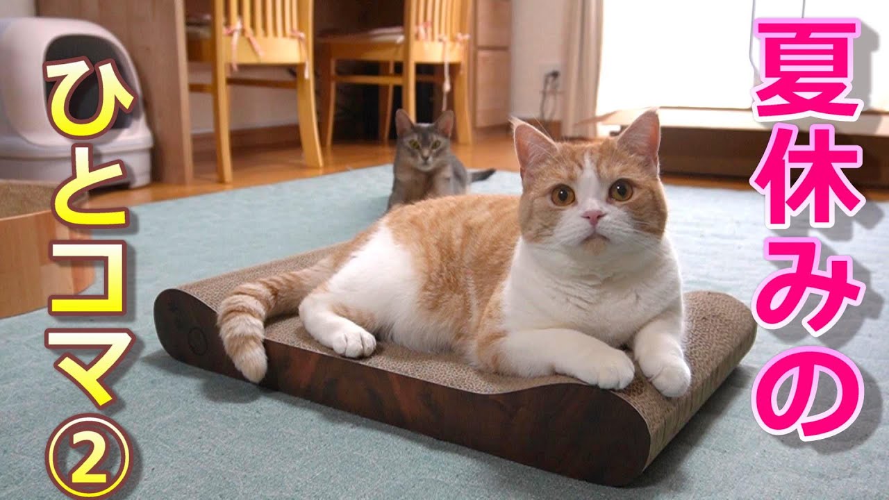 夏休みは猫と次女とゆっくり時間が流れます【スコティッシュフォールド】【アビシニアン】