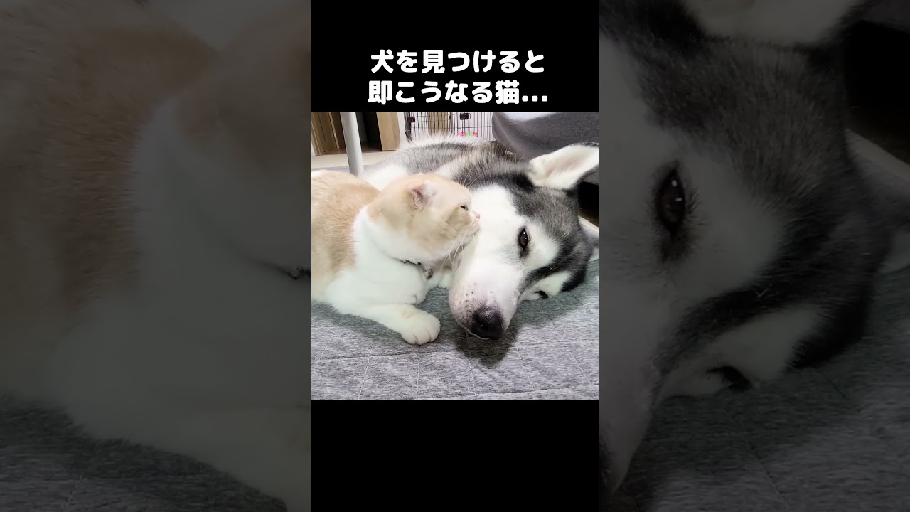 近くに犬を見つけると猫がこうなります... #犬と猫