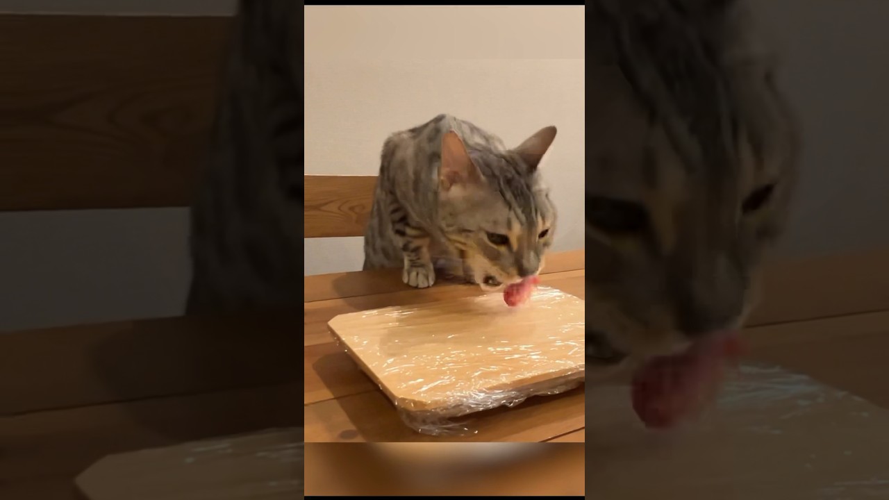 隙を見て寿司を盗んで食べるネコ  #ベンガル #ルトロゼ #猫