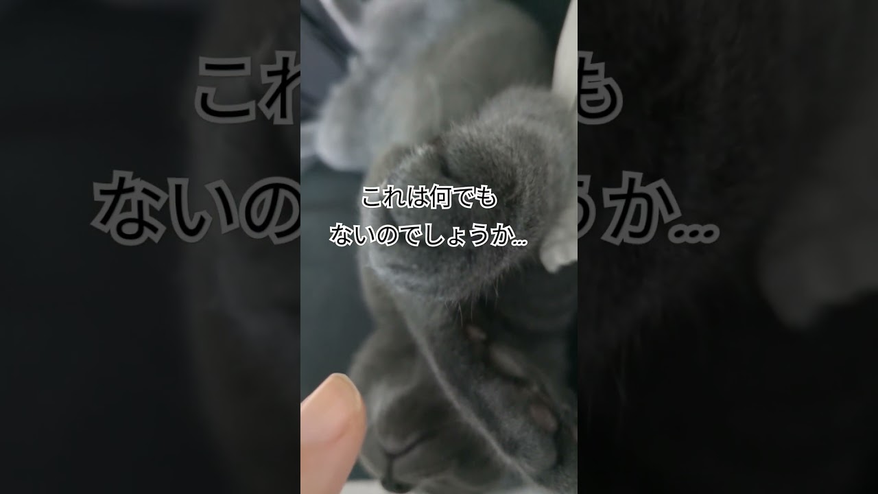 猫って貧乏ゆすりするの？ #猫のいる暮らし #猫動画 #猫　#シャルトリュー