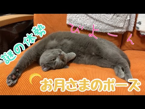 【シャルトリュー】まるでヨガみたいなポーズを取る猫のゆずちゃん🧘‍♀️【Chartreux cat】
