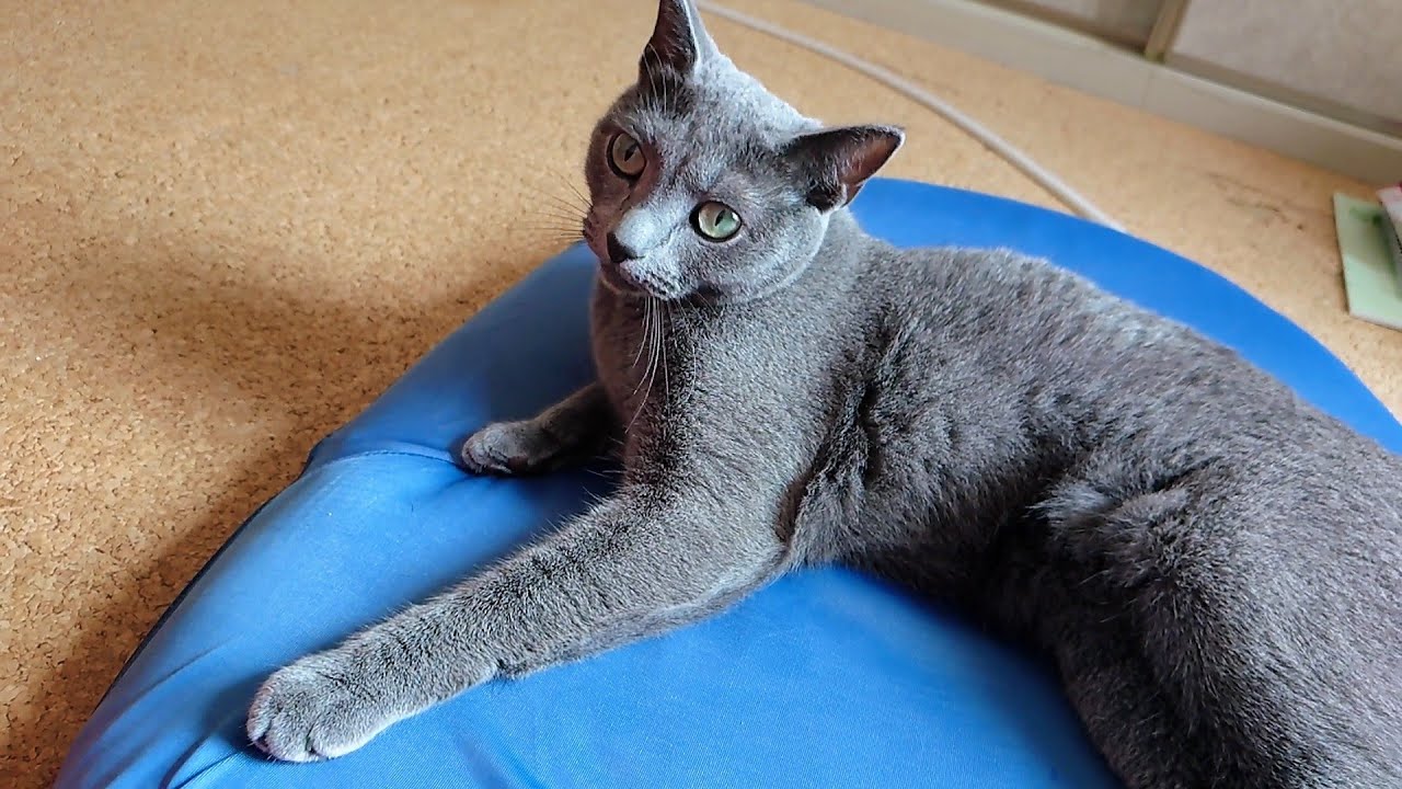 【猫動画】座椅子を独り占めしたいツンデレロシアンブルー【russianbule】Russian blue who wants to monopolize the legless chair