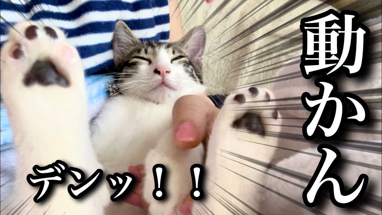 構う時間が減ってしまい甘えん坊子猫がこうなりました…【保護猫】