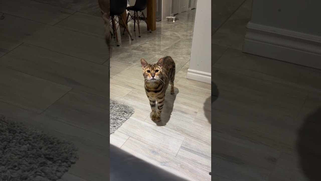Cuteness Unleashed | Beautiful Cat Clips #14